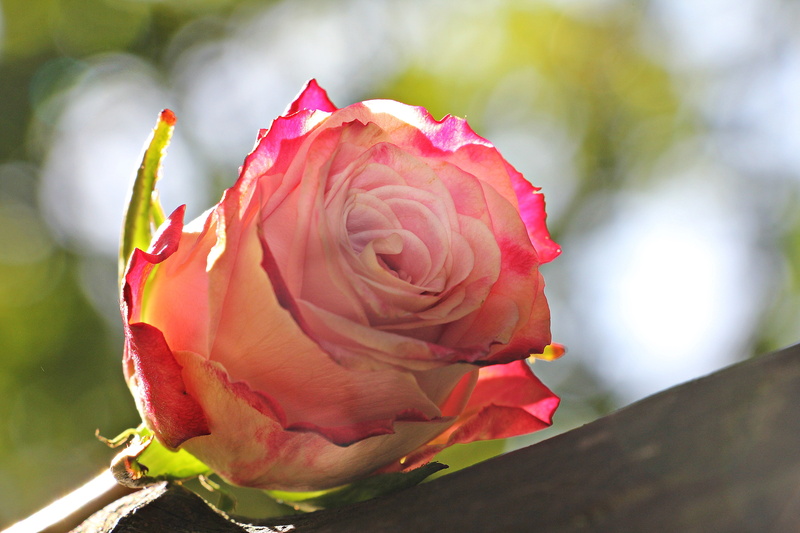 beauty in nature, flowering plant, close-up, autumn, mood, fragility, greeting, romantic, nature, 5K, rose - flower, map, white, bloom, postcard, no people