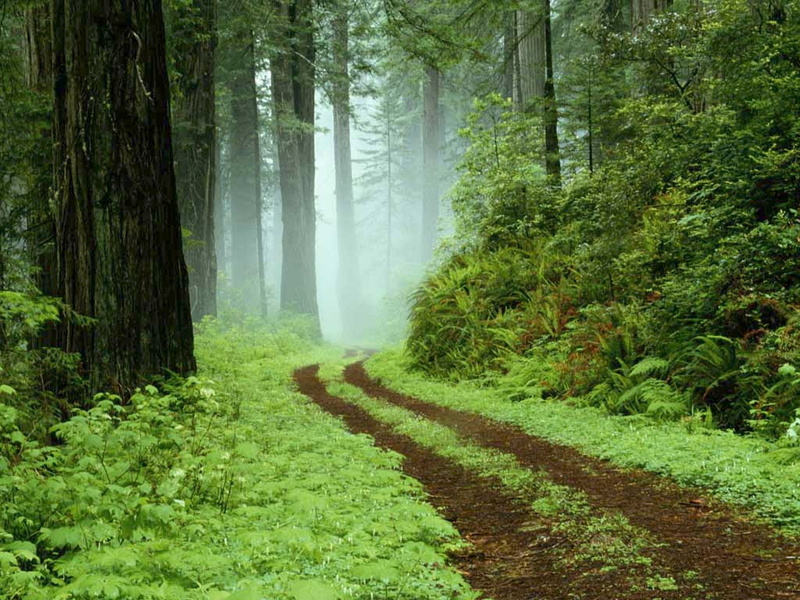 needs, forestlost, woodsthis, forest, 480P, x, nature, hd, comp, forests, art, love, space