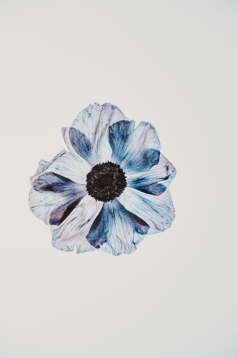 2K, white background, food and drink, paint, vegetable, blue, cut out, lightbox, petaled, studio shot, anemone, flower, inflorescence, close-up, bloom