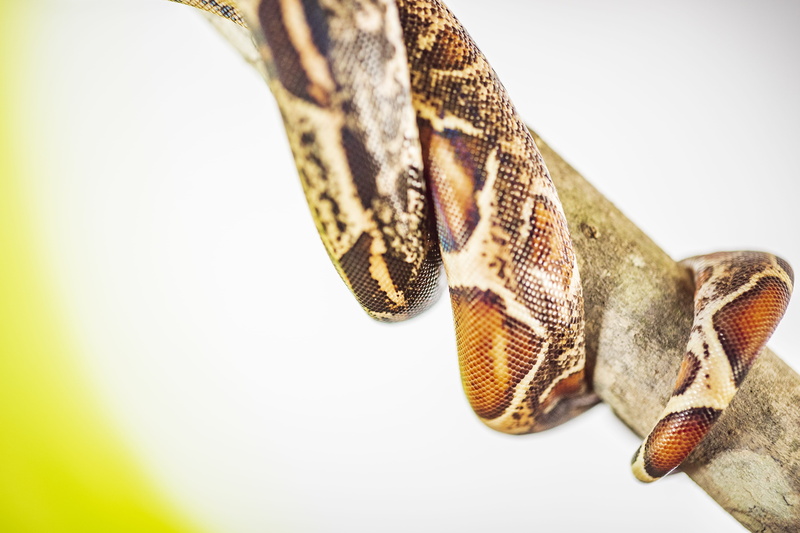 close-up, animal scale, reptile, indoors, light, anaconda, animal, color, noodle, gene, sea snake, studio shot, animal head, white background, snake, butterfly - insect