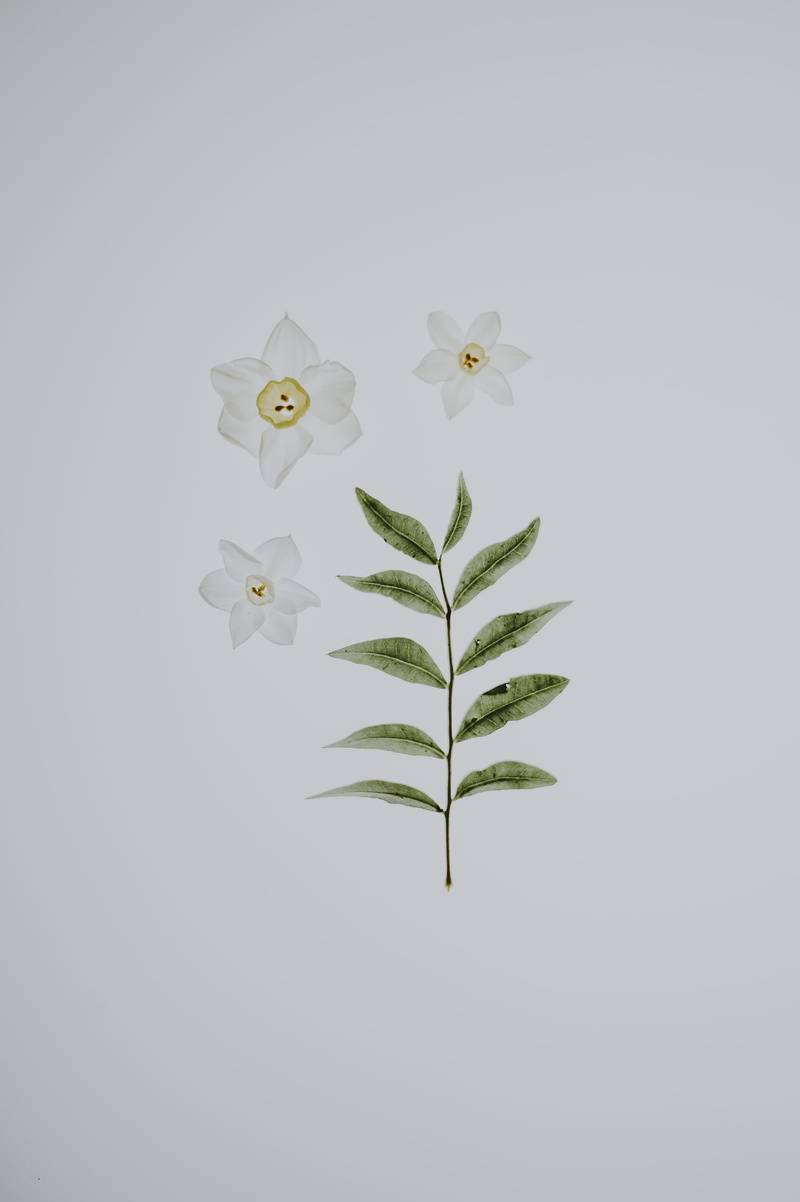 beside, 4K, flowers, freshness, beauty in nature, growth, flatlay, plant part, daffodil, petaled, plant, cut out, white background, three, still life