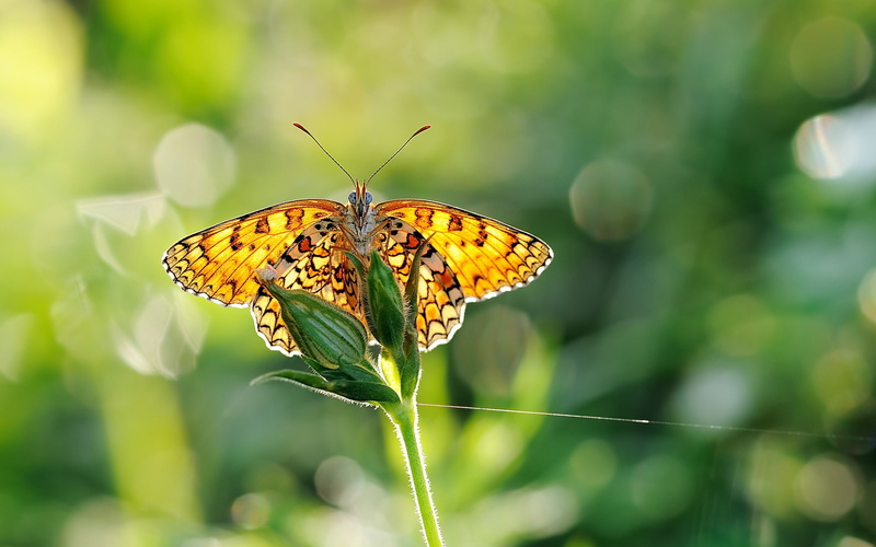 Sunlight, Plants, 1080P, close, Butterfly, Wings, Green