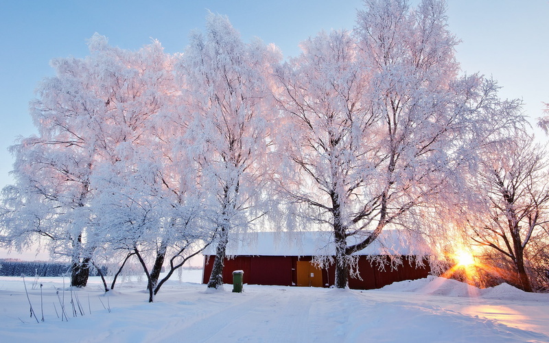tree, Landscape, Snowy, Sunlight, Winter, House, snow, 1080P, covered, bare, Beautiful, Trees