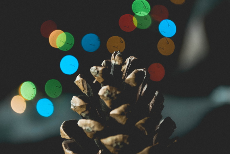 close-up, celebration, leaf, bright, selective focus, pine, indoors, minimalism, lens flare, no people, pinecone, nature, color, photography, plant, 4K