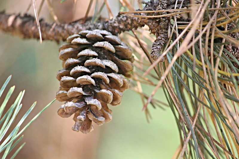deco, autumn fruits, detail, close, needle - plant part, pine cone, pine tree, pine wood, pine woodland, fruit, focus, focus on foreground, day, food, depend