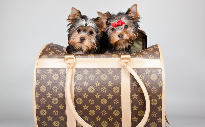 puppies, 2K, Terriers, bow, Louis Vuitton, bag