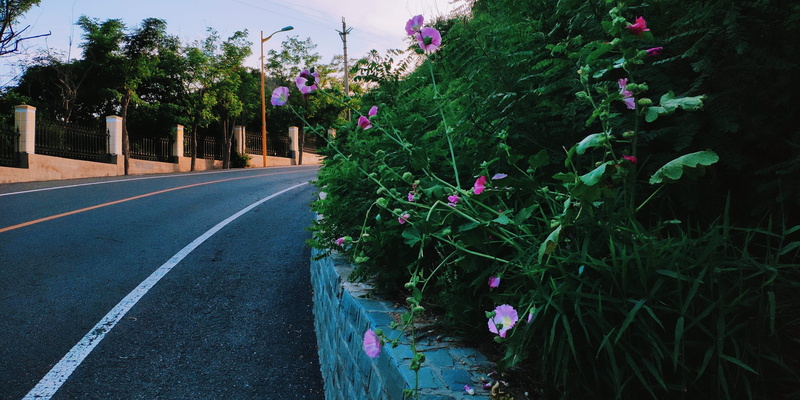 direction, green color, dalian shi, road marking, nature, flower, growth, day, no people, the way forward, symbol, tree, transportation, plant, sign, lv yuan jie