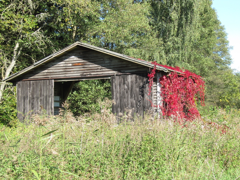 no people, building, barn, ivy, landscape, tree, land, wood - material, 4K, grass, nature, autumn, outdoors, day, house, old, building exterior, growth