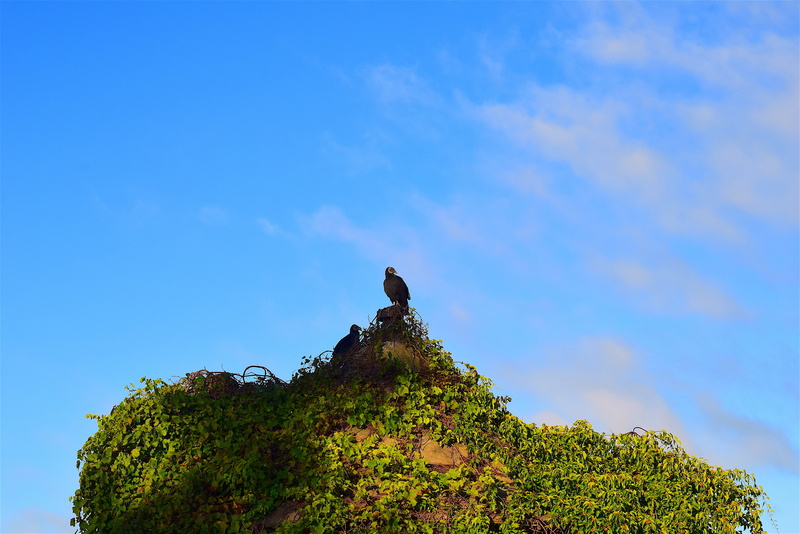 farm, barn, vulture, animal themes, outdoor, perching, bird, morning, blue, silo, agriculture, vines, copy space, day, ivy, outdoors, sunrise, no people