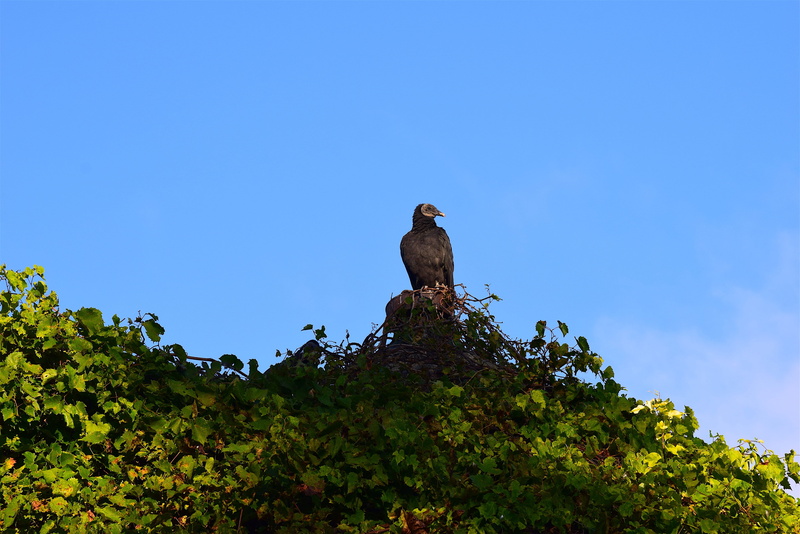 outdoor, perching, rural, animal themes, agriculture, vulture, plant, landscape, cloud, pigeon, animal, low angle view, 4K, blue, countryside, sky, barn