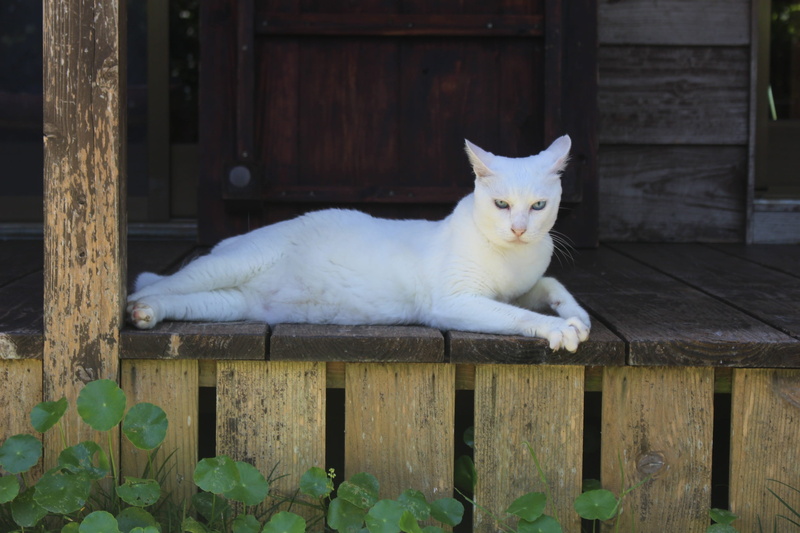boundary, barrier, mammal, pets, wood - material, animal, portrait, animal themes, white color, fence, one animal, the white temple, domestic cat, feline