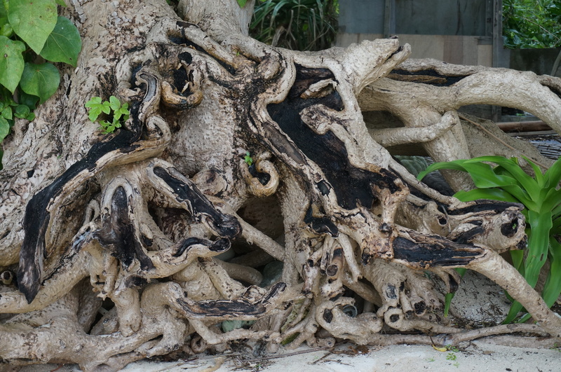 plant part, leaf, tree, alligator, outdoors, star sand, nature, no people, Star, crocodile, reptile, Wood, wood - material, trunk, animal, 2K, high angle view