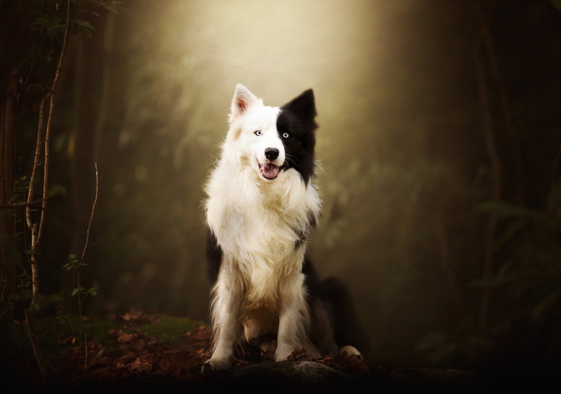 1080P, language, blue eyes, the border collie, forest, pose, the dark background, blurred, black and white, face, look, dog, background, paws, leaves