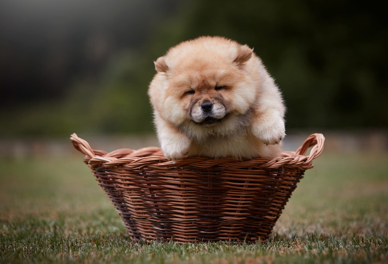 1080P, puppy, background, summer, glade, basket, grass, Chow, pose, dog, brown, face, nature, lawn, funny, paws, hairy, the dark background, cute, look