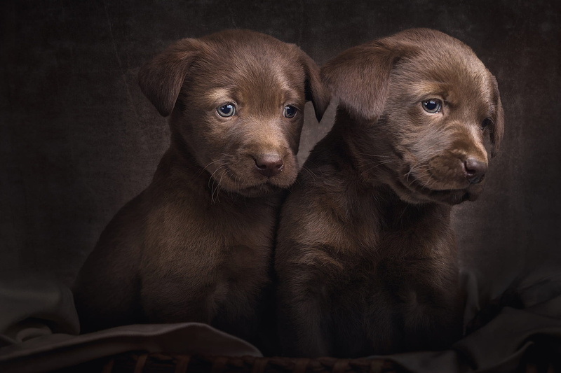 two, Duo, Retriever, look, friends, two puppies, faces, dogs, a couple, fabric, sebacate, two dogs, brown, 1080P, puppy, eyes, the dark background, retrievers