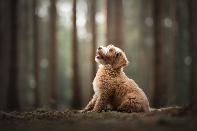language, face, profile, pose, forest, the dark background, red, bokeh, baby, Park, adorable, trees, look, sitting, puppy, light, curly, trunks, 1080P