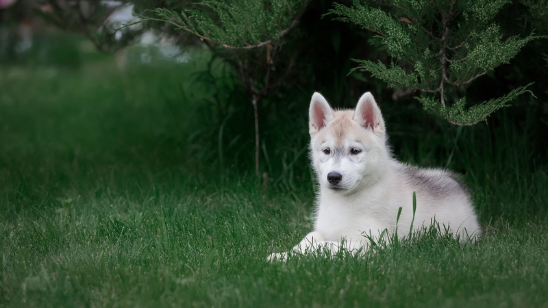 background, needles, dog, Siberian husky, Park, 4K, look, adorable, lies, nature, husky, branches, puppy, green, grass, pose, baby, cute, white, face
