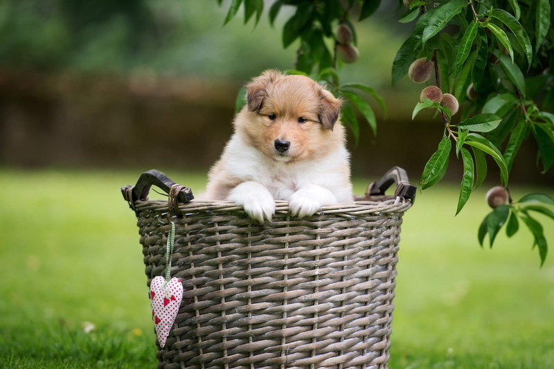 grass, fruit, puppy, lawn, Milota, branches, garden, basket, face, heart, look, braided, summer, peaches, legs, small, leaves, collie, nature, greens, dog