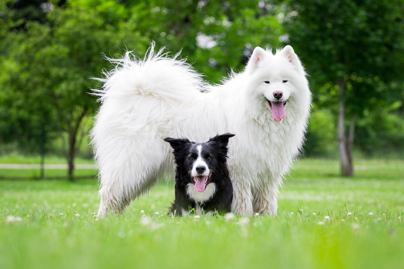greens, walk, two dogs, a couple, the border collie, grass, friends, lawn, language, summer, nature, Samoyed, pair, dogs, Duo, Park, two, 2K, posing