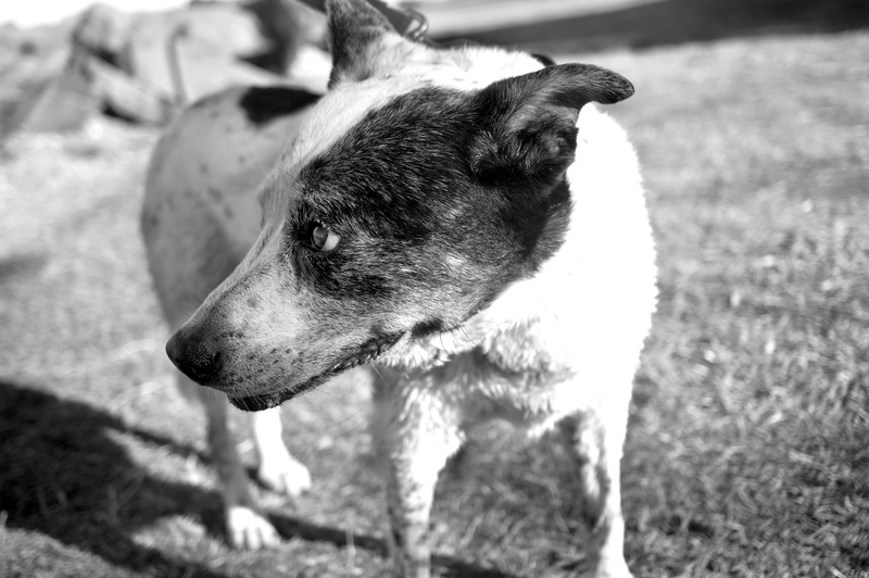 field, doggy, domestic animals, focus on foreground, profile view, day, fluffy, pedigree, fun, curious, animal, fur, one animal, no people, furry, cute