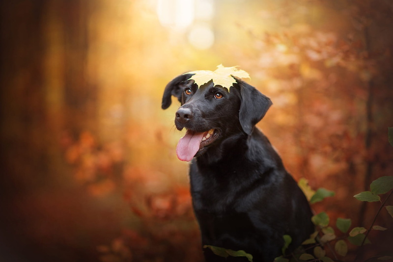 maple, portrait, brown-eyed, face, leaves, look, blurred, background, 1080P, black, branches, nature, bokeh, Park, light, dog, ears, language, yellow