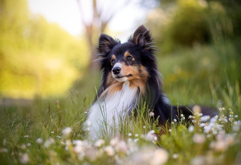 pose, greens, black and white, blurred background, white, portrait, puppy, forest, look, face, grass, Park, ears, white breast, 1080P, glade, cute, chamomile
