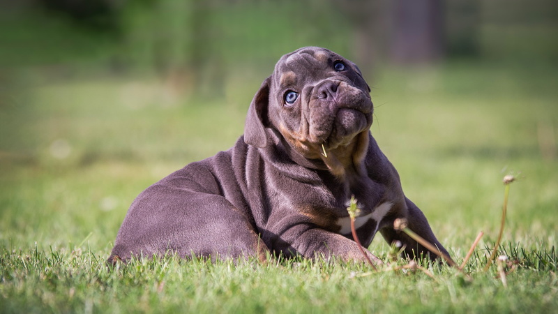 pose, lawn, 4K, summer, lies, puppy, face, look, blurred, glade, portrait, background, brown, dog, nature, bulldog, grey, grass, folds, looking up