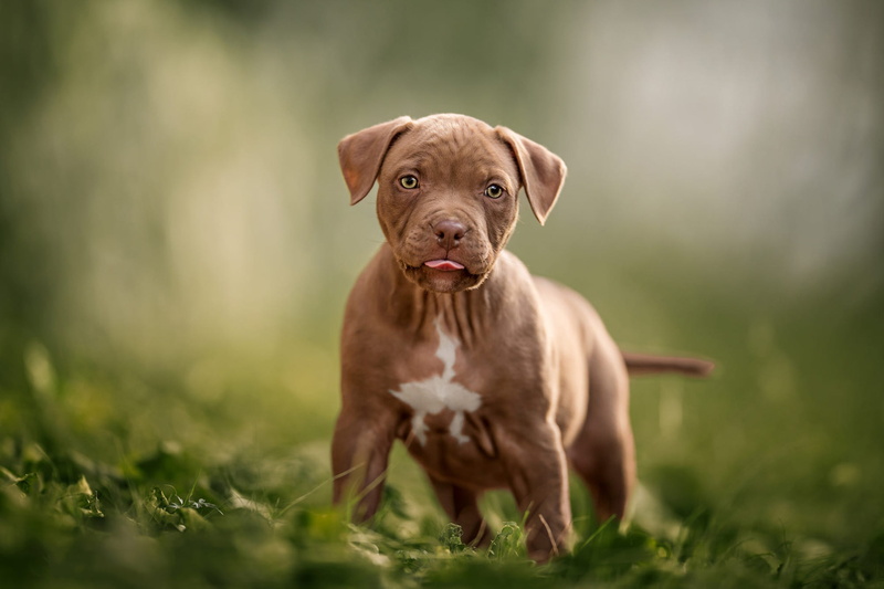 greens, dog, face, mood, nature, look, paws, grass, background, blurred, green, American pit bull Terrier, ponytail, language, friendly, puppy, summer