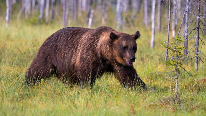 look, 4K, walk, nature, bear, mouth, forest, summer, trees, grass, pose, brown