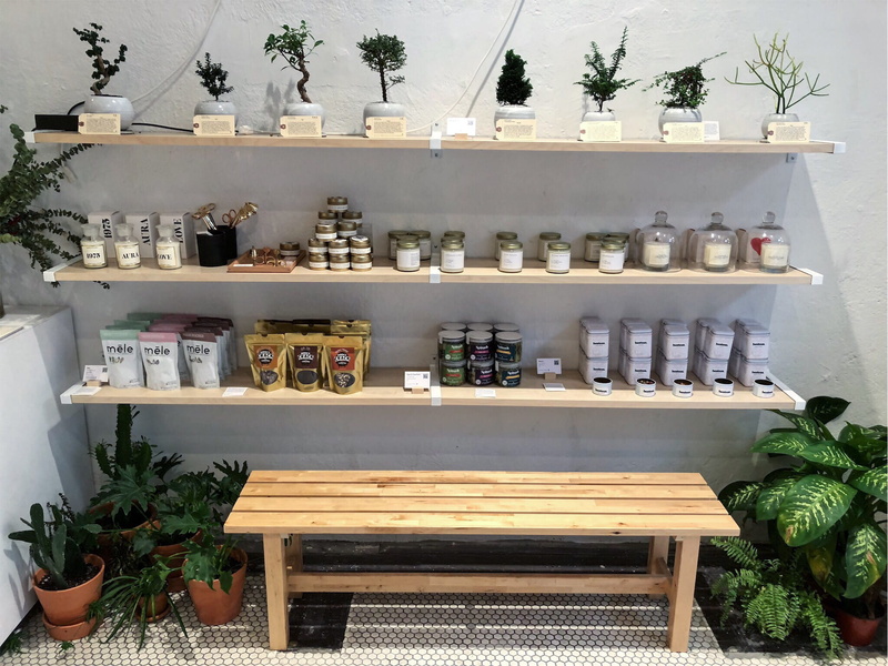 indoors, container, arrangement, collection, plants, variation, shop, interior design, herb, bottle, united states, day, plant, nature, candles, 1080P