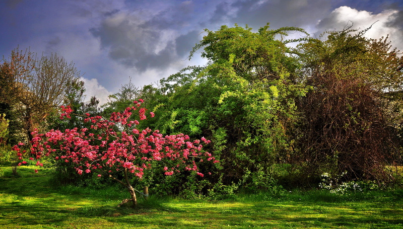the beauty of nature, spring, growth, green color, beauty in nature, view, 4K, scenics - nature, flowering plant, poland, ornamental garden, flowers, grass