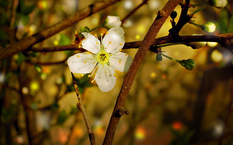 branch, plant, flower head, nature, day, growth, outdoors, focus on foreground, flower, freshness, close-up, 1080P, widescreen, pollen, petal, white, springtime