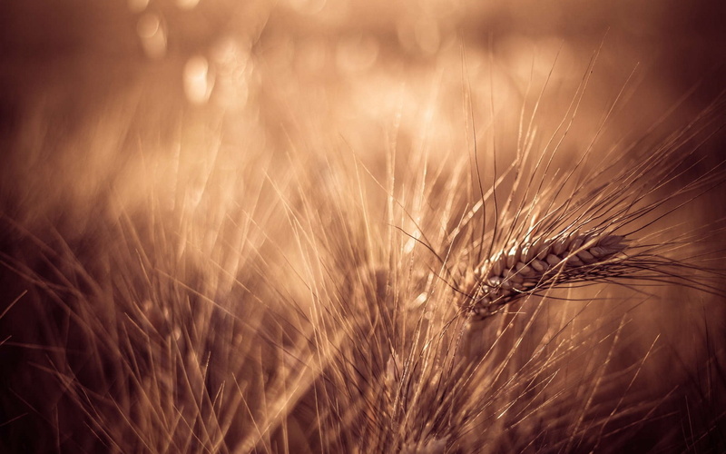 1080P, nature, field, macro, ripe, crop, no people, widescreen, barley, selective focus, ubuntu, grass, system, wheat, beauty in nature, agriculture
