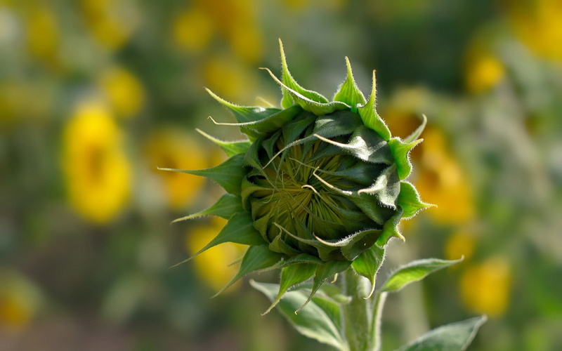 green, close-up, growth, wallpa, green color, system, sunflower, beauty in nature, vulnerability, plant part, leaf, nature, outdoors, 1080P, ubuntu, widescreen