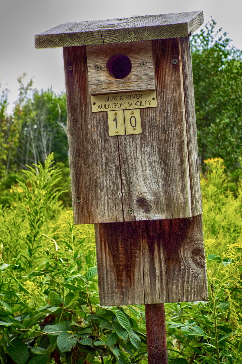 day, outdoors, correspondence, focus on foreground, number, sign, wood - material, post, bird, birdhouse, wood, wooden post, growth, close-up, nature, green color