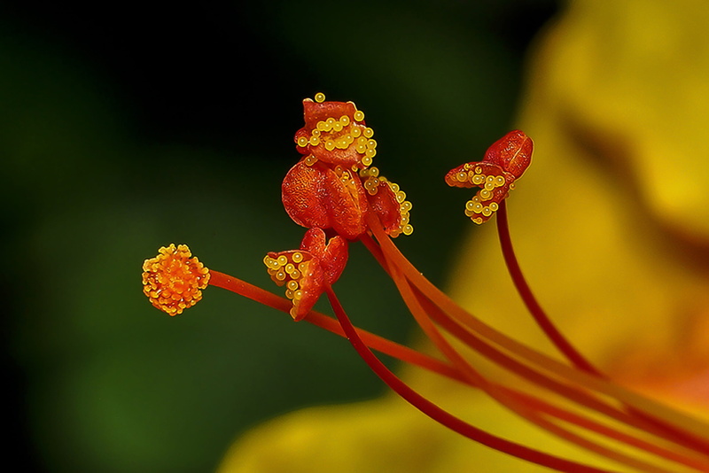 vulnerability, close-up, pollen, growth, Lowercase, outdoors, day, flowering plant, Beautiful, fragility, 2K, freshness, selective focus, petal, plant