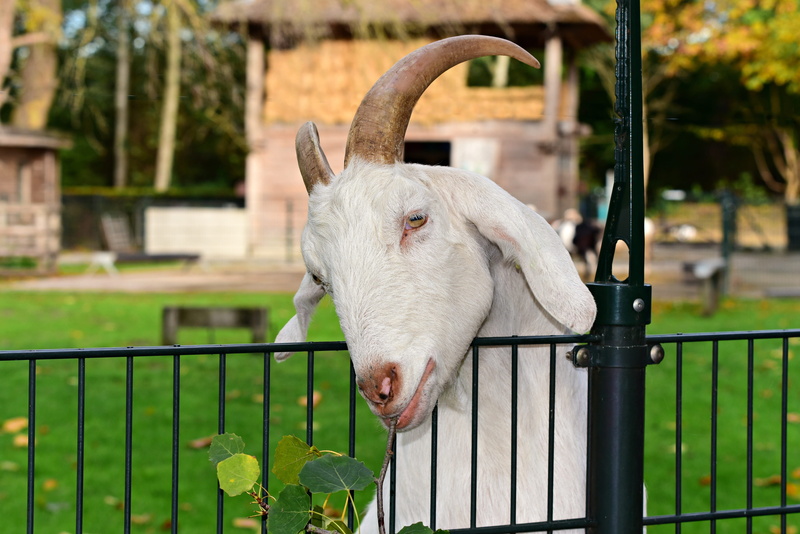 goat, ear, domestic animals, animal themes, focus on foreground, vertebrate, nature, enclosure, one animal, domestic, day, pets, ruminant, boundary, plant