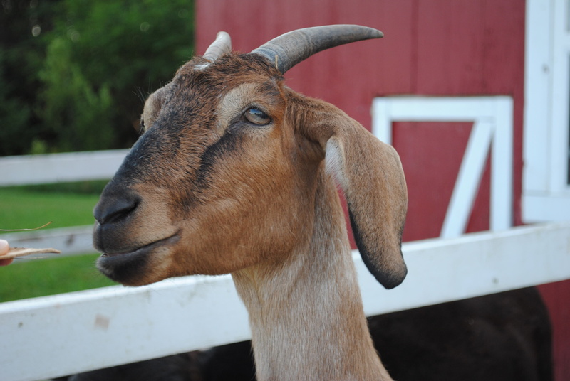 farm-animal, 4K, herbivorous, animal, animal wildlife, billy, brown, close-up, outdoors, animal head, animal-photography, nature, Nanny, livestock, vertebrate