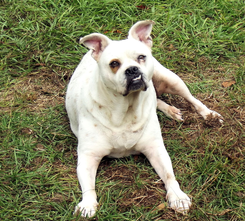 gargoyles animal rescue, plant, 1080P, malady detector, day, canine, grass, boxer, therapy dog, nature, mammal, animal themes, no people, nurse, nanny dog