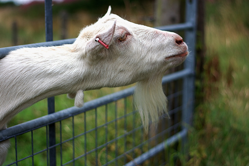 nature, pets, billy, herbivorous, domestic, no people, fence, nanny, agriculture, vertebrate, field, beard, barrier, animal themes, profile view, goat
