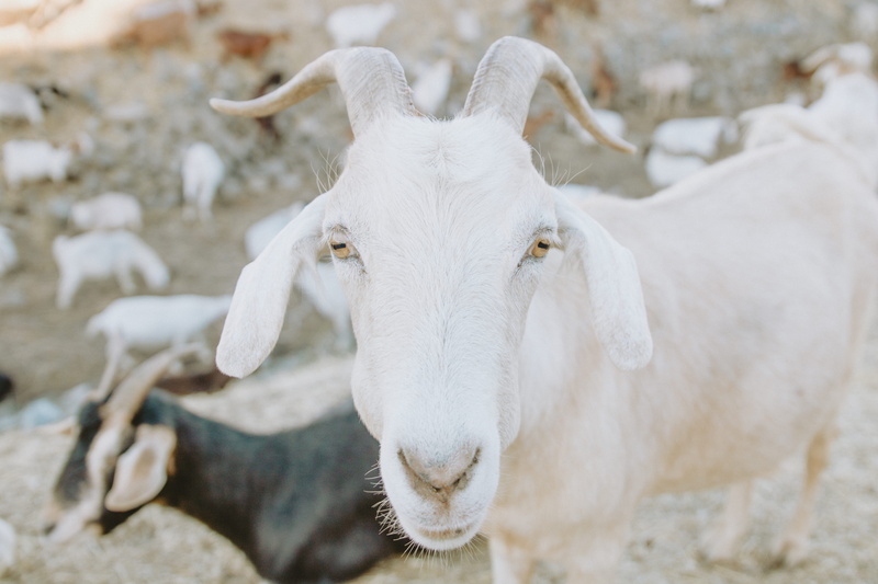 close up photography, ranch, cattle, horn, domestic animals, standing, agriculture, cold temperature, photography, winter, pets, goats, animal themes, sky