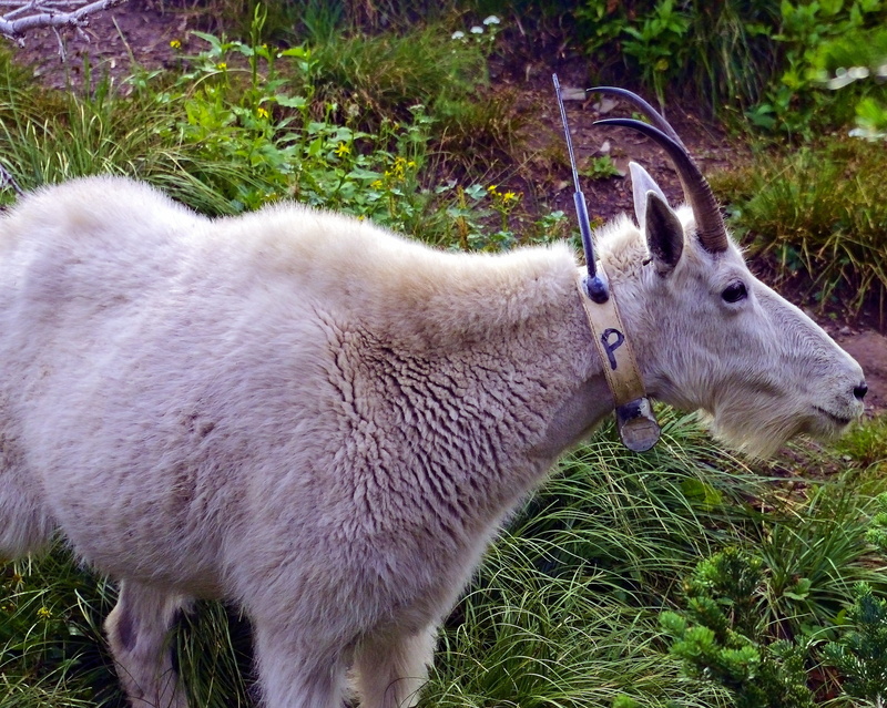 fur, grass, land, herbivorous, herbivore, plant, outdoors, wilderness, mammal, pets, nature, domestic, wild, vertebrate, no people, mountain, glacier national park