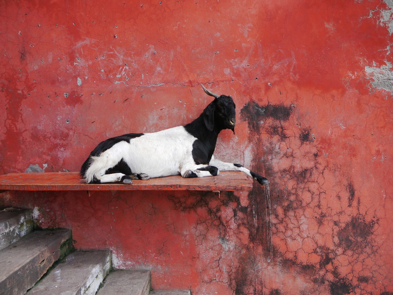 mammal, Stairs, architecture, black color, Nanny, animal themes, dog, animal, animals And Pets, outdoors, Wall, no people, feline, 4K, vertebrate, wall - building feature