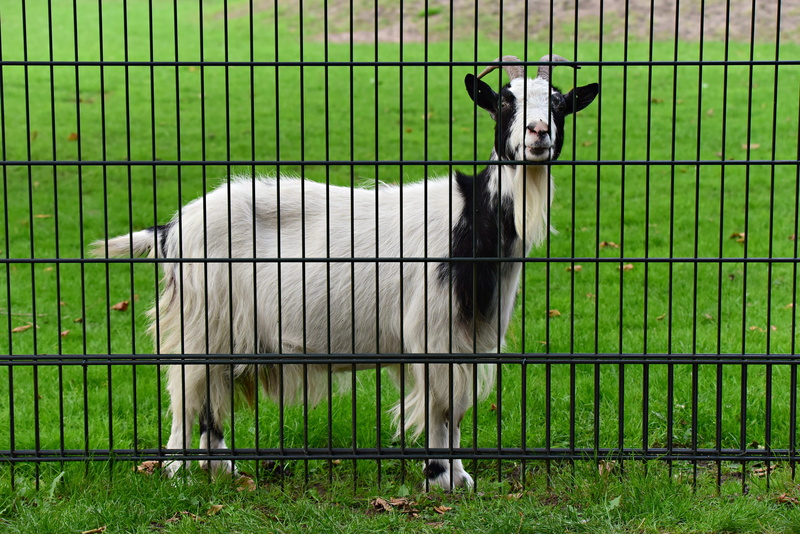 field, security, fence, captivity, green color, grass, livestock, fenced, 4K, animal, one animal, land, mammal, animal themes, vertebrate, domestic animals