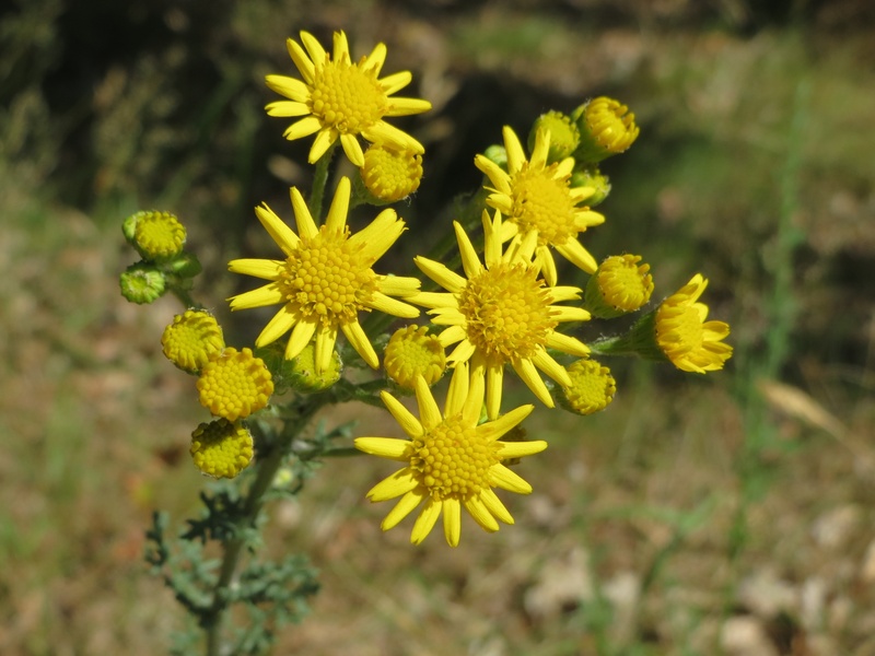 mares fart, beauty in nature, growth, 2K, fragility, stinking nanny, inflorescence, flower, vulnerability, no people, dog standard, benweed, wildflower