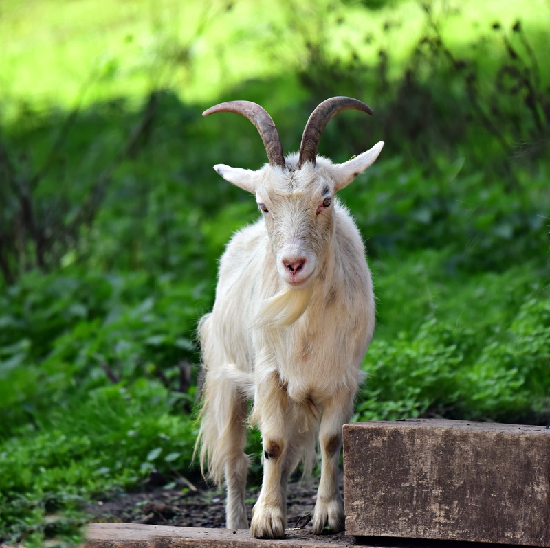 standing, domestic animals, no people, mammal, one animal, livestock, female, land, portrait, horned, looking at camera, outdoors, focus on foreground