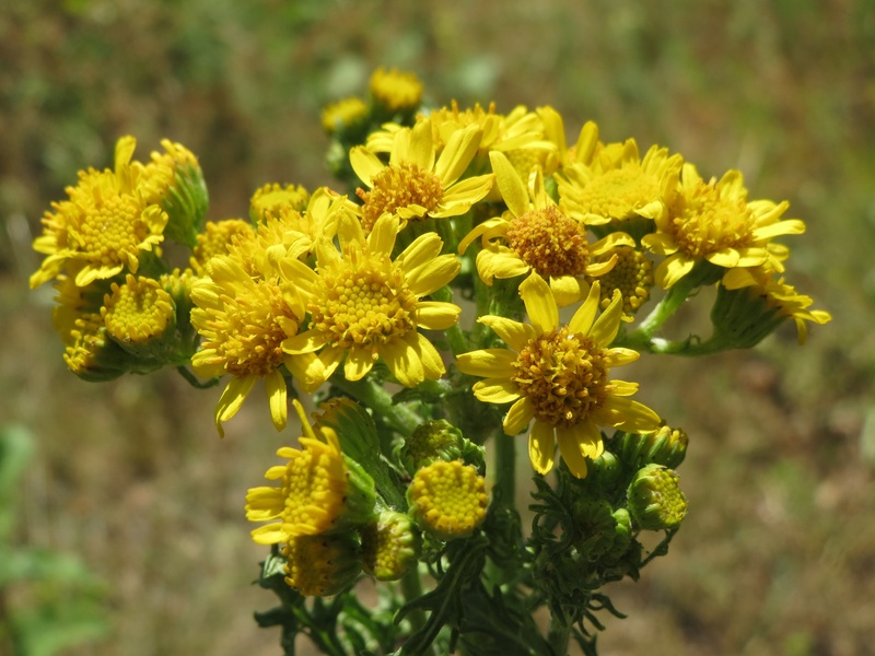 common ragwort, cankerwort, cushag, staggerwort, dog standard, ragweed, inflorescence, beauty in nature, outdoors, ragwort, stinking nanny, stammerwort