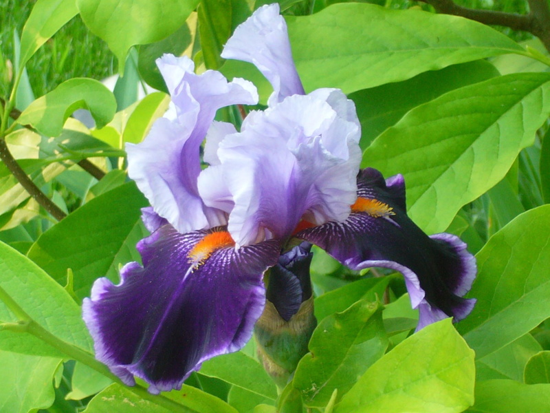 green, violet, wonderful, 1080P, beautiful, garden, lavender, spell, nature, uniqu, flowers, magnificent, sunshine