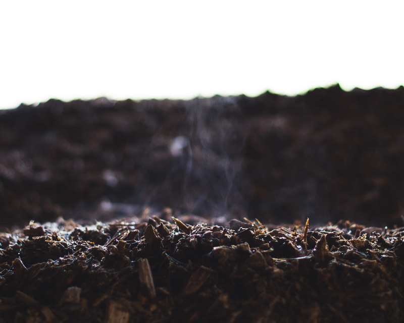 arid climate, steam from tree, landscape, land, growth, nature, plant, wood chips, steam, selective focus, surface level, textured, beauty in nature, no people