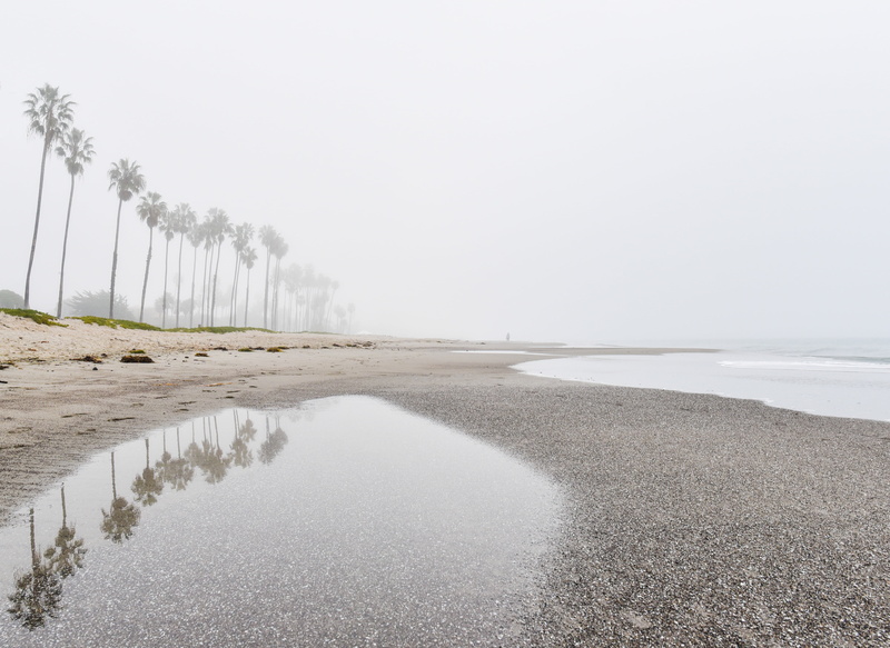 beauty in nature, plant, outdoors, inline, nature, grey, copy space, shore, beach, daytime, coconut, sky, trees, raining, scenics - nature, ocean, reflection